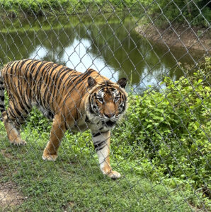 Living Like I'm Dying: Wild Dogs, Wounded Elephants, and What Comes Next.. 21 tigger