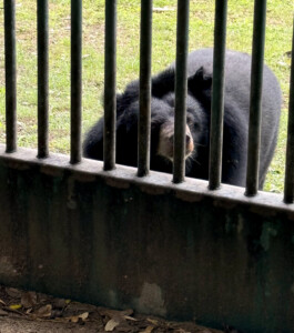 Living Like I'm Dying: Wild Dogs, Wounded Elephants, and What Comes Next.. 18 Bear 2