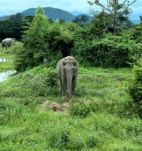 Living Like I'm Dying: Wild Dogs, Wounded Elephants, and What Comes Next.. 20 Blind Indian Elephant