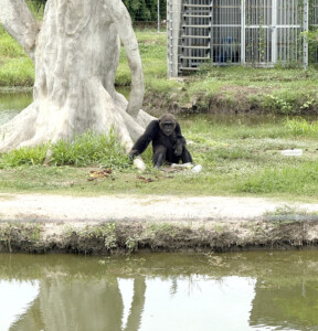 Living Like I'm Dying: Wild Dogs, Wounded Elephants, and What Comes Next.. 16 Chimp Hua Hin