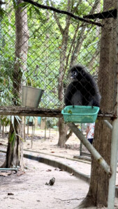 Living Like I'm Dying: Wild Dogs, Wounded Elephants, and What Comes Next.. 17 Dusky Leaf Monkey