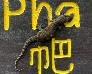 Lucky Lizard Chiang mai