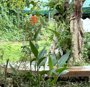 Meditation Retreat and Mass Insecticide.. 6 Orange Flour PP