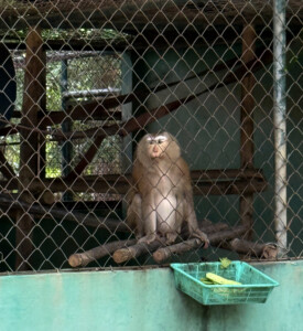 Living Like I'm Dying: Wild Dogs, Wounded Elephants, and What Comes Next.. 10 Pig Tail Macague 2