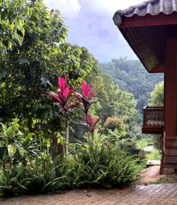 Meditation Retreat and Mass Insecticide.. 9 Purple plant Pa Pae