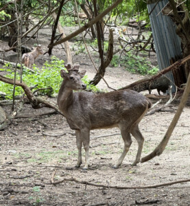 Living Like I'm Dying: Wild Dogs, Wounded Elephants, and What Comes Next.. 4 Sambar Deer 1