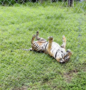 Living Like I'm Dying: Wild Dogs, Wounded Elephants, and What Comes Next.. 8 TIGER