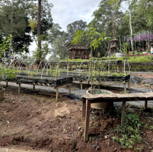 Meditation Retreat and Mass Insecticide.. 3 Veggie Garden