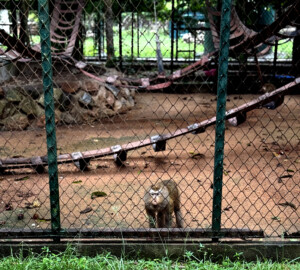 Living Like I'm Dying: Wild Dogs, Wounded Elephants, and What Comes Next.. 2 WILD LC 1