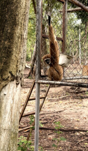 Living Like I'm Dying: Wild Dogs, Wounded Elephants, and What Comes Next.. 1 WIld life center 1