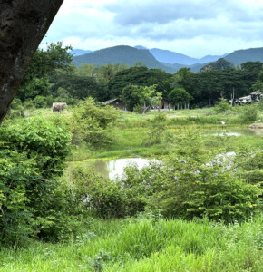 Living Like I'm Dying: Wild Dogs, Wounded Elephants, and What Comes Next.. 7 Wildlife Friends Foundation Thailand