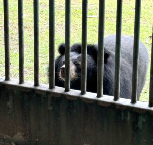 Living Like I'm Dying: Wild Dogs, Wounded Elephants, and What Comes Next.. 19 bear