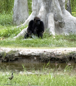 Living Like I'm Dying: Wild Dogs, Wounded Elephants, and What Comes Next.. 15 chimp 2