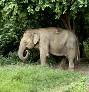 Living Like I'm Dying: Wild Dogs, Wounded Elephants, and What Comes Next.. 13 elephanteeee