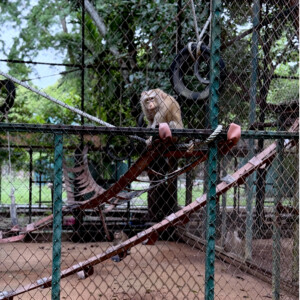 Living Like I'm Dying: Wild Dogs, Wounded Elephants, and What Comes Next.. 14 mac