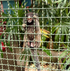 Living Like I'm Dying: Wild Dogs, Wounded Elephants, and What Comes Next.. 11 marmaset HH