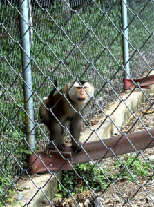 Living Like I'm Dying: Wild Dogs, Wounded Elephants, and What Comes Next.. 3 pig tailed Macaque 1