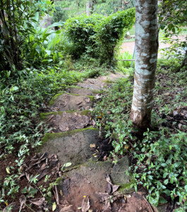 Meditation Retreat and Mass Insecticide.. 4 steps down PP