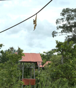 Living Like I'm Dying: Wild Dogs, Wounded Elephants, and What Comes Next.. 6 swinging monkey