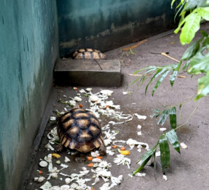 Living Like I'm Dying: Wild Dogs, Wounded Elephants, and What Comes Next.. 5 turtles