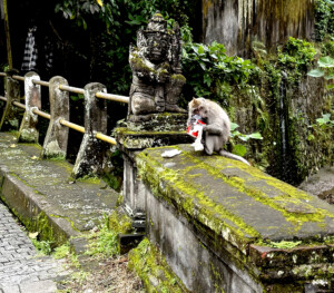 Bali monkey forest coffe