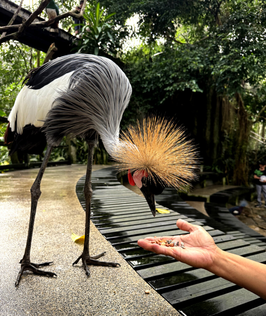Bali roosters noisy morning in Ubud