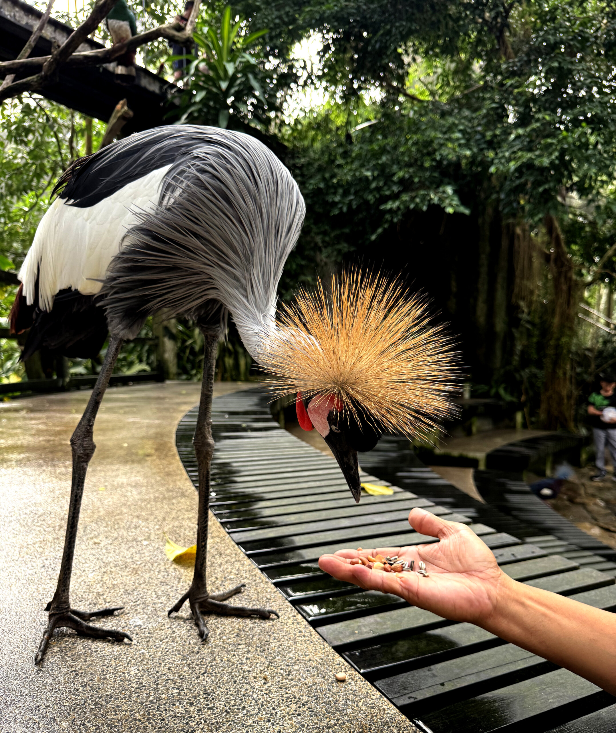 Bali roosters noisy morning in Ubud