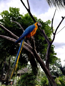 bali bird park macaw side loiving like im dying