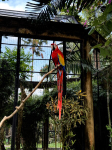 bali bird park orange living like im dying