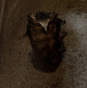 bali bird park owl living like im dying