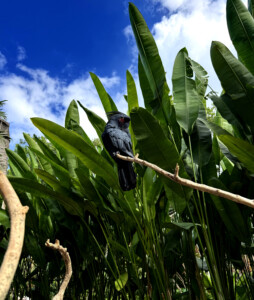 bali bird park palm cackatoo living like im dying