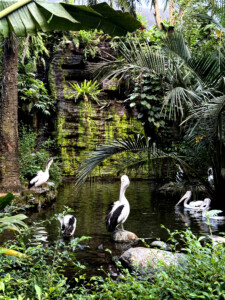 bali bird park pelican living like im dying