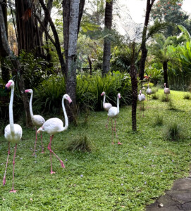 bali bird park pink living like im dying