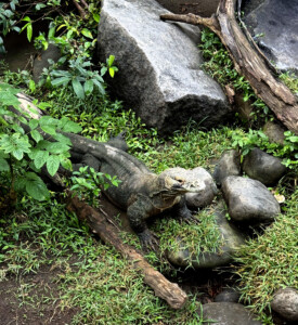 bali bird park pretty baby living like im dying
