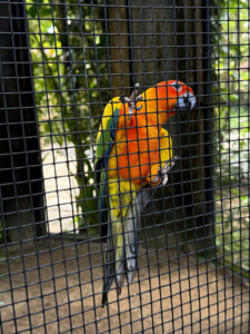 bali bird park pretty bird living like im dying