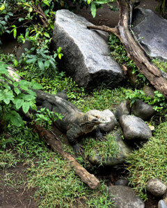 bali bird park pretty dragon living like im dying