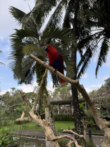 bali bird park red living like im dying