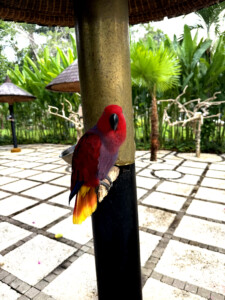 bali bird park red parrot living like im dying
