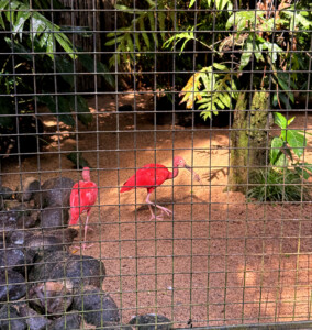 bali bird park scarlet ibises living like im dying