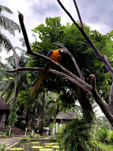 bali bird park side maccaw living like im dying
