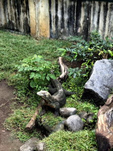 bali bird park small living like im dying