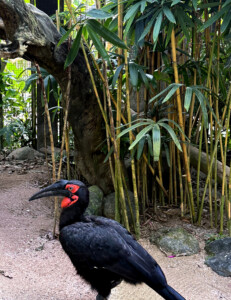 bali bird park southern ground hornbill living like im dying