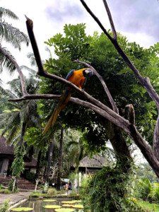 bali bird park toucan living like im dying