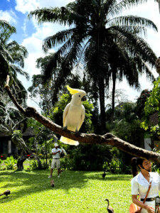 bali bird park trianers living like im dying