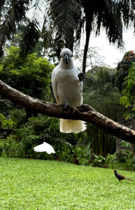 bali bird park two living like im dying