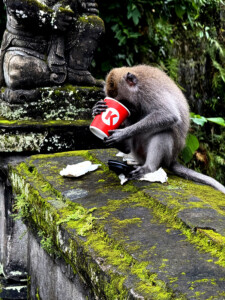 bali monkey forest circle k coffee living like im dying