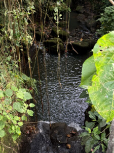 bali monkey forest living like im dying 1