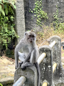 bali monkey forest living like im dying3