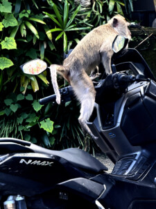 bali monkey forest motorcycle rider