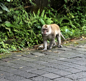 bali monkey forest street monkey living like im dying